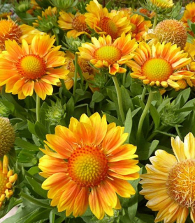 'Gaillardia grandiflora 'Mesa Peach'